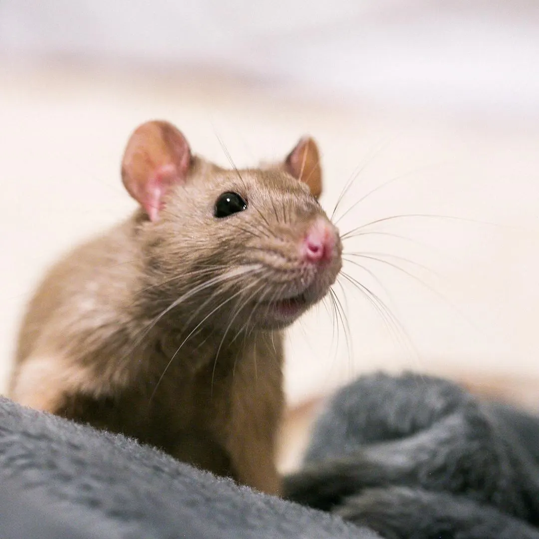 В нашей семье пополнение. К двум нашим пацанам — бурмизовому 🐭 Гай Паганини и голубому 🐭 Лао Цзы