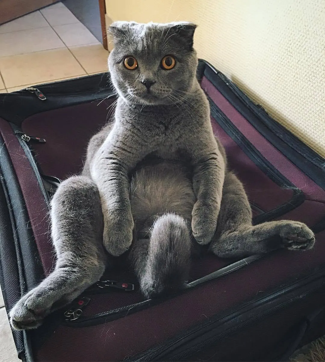 Немного котиков в ленту. Это наш домашний. Зовут Бонд. Джеймс Бонд! 😎 (at Котеджный поселок “Севериновка”)