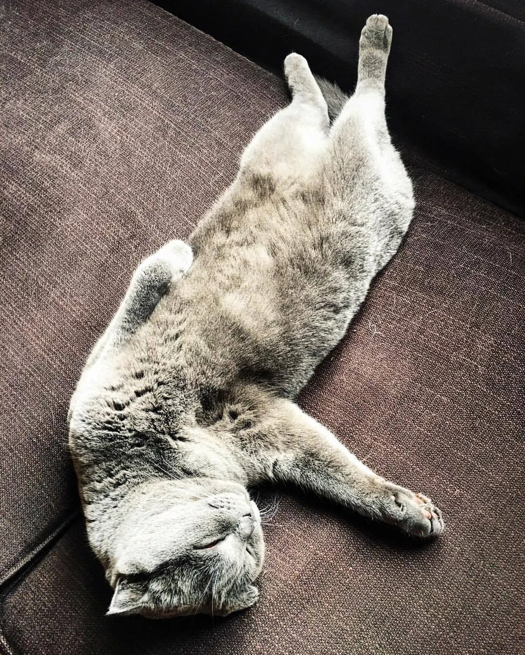 МОЙ ДЕРЗКИЙ КОТ… …немного отдыхает. 😎 (at Котеджный поселок “Севериновка”)