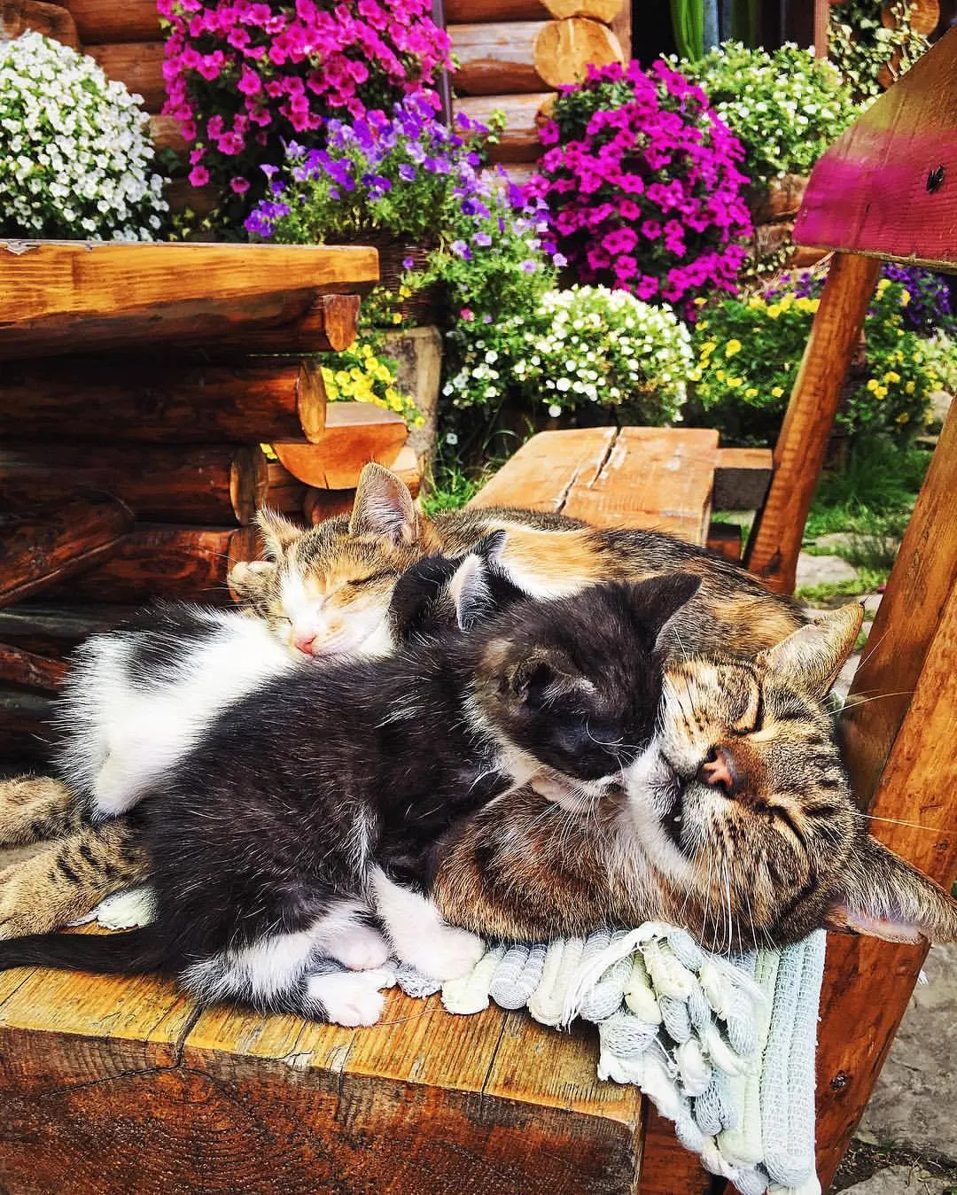 Кажется, эти котики любят свою маму. 😺😸😻😼😽 (at Справжня Казка)