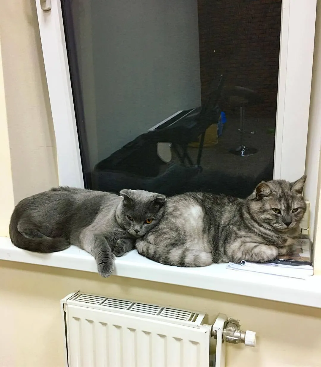 МЫ УСТАЛИ… МНОГОЕ СЕГОДНЯ ПОВИДАЛИ… Нам бы домой поскорей. Но хозяин нас в офис затащил. И нет у