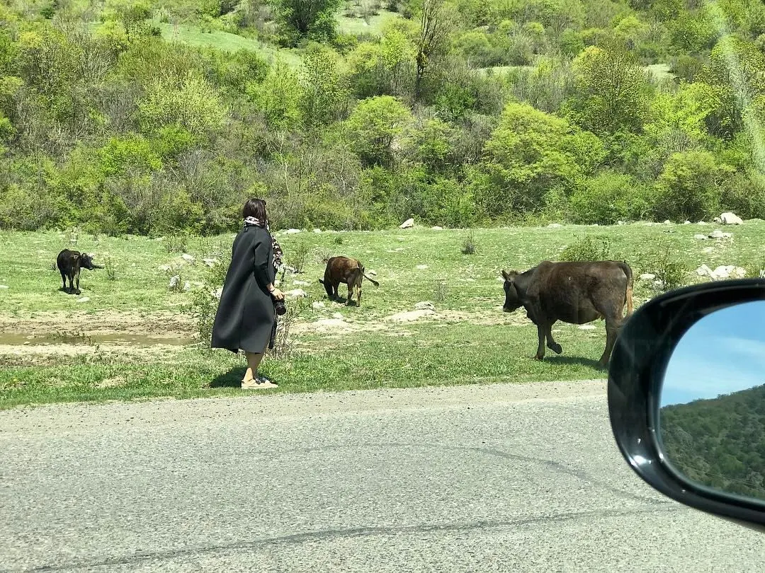 TATIANA IS PHOTO HUNTING Armenian cows! 🐮 ТАНЯ ОТКРЫЛА ФОТО ОХОТУ на армянских коров! 🐮 (at Haghartsin, Armenia)